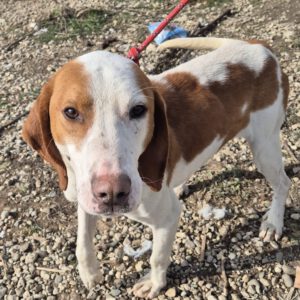 Mischling Finn, 01/2023, ca. 52 cm