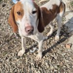 Mischling Finn, 01/2023, ca. 52 cm