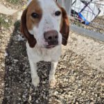 Mischling Finn, 01/2023, ca. 52 cm