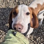 Mischling Finn, 01/2023, ca. 52 cm