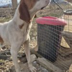 Mischling Finn, 01/2023, ca. 52 cm