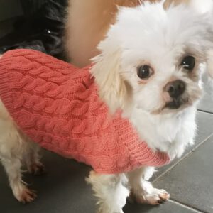 Malteser Fleur, 06/2018, ca. 19 cm, 69257 Wiesenbach