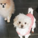 Malteser Fleur, 06/2018, ca. 19 cm, 69257 Wiesenbach