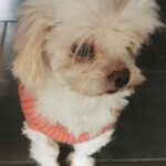 Malteser Fleur, 06/2018, ca. 19 cm, 69257 Wiesenbach