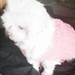 Malteser Fleur, 06/2018, ca. 19 cm, 69257 Wiesenbach