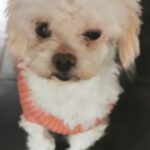 Malteser Fleur, 06/2018, ca. 19 cm, 69257 Wiesenbach