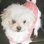 Malteser Fleur, 06/2018, ca. 19 cm, 69257 Wiesenbach