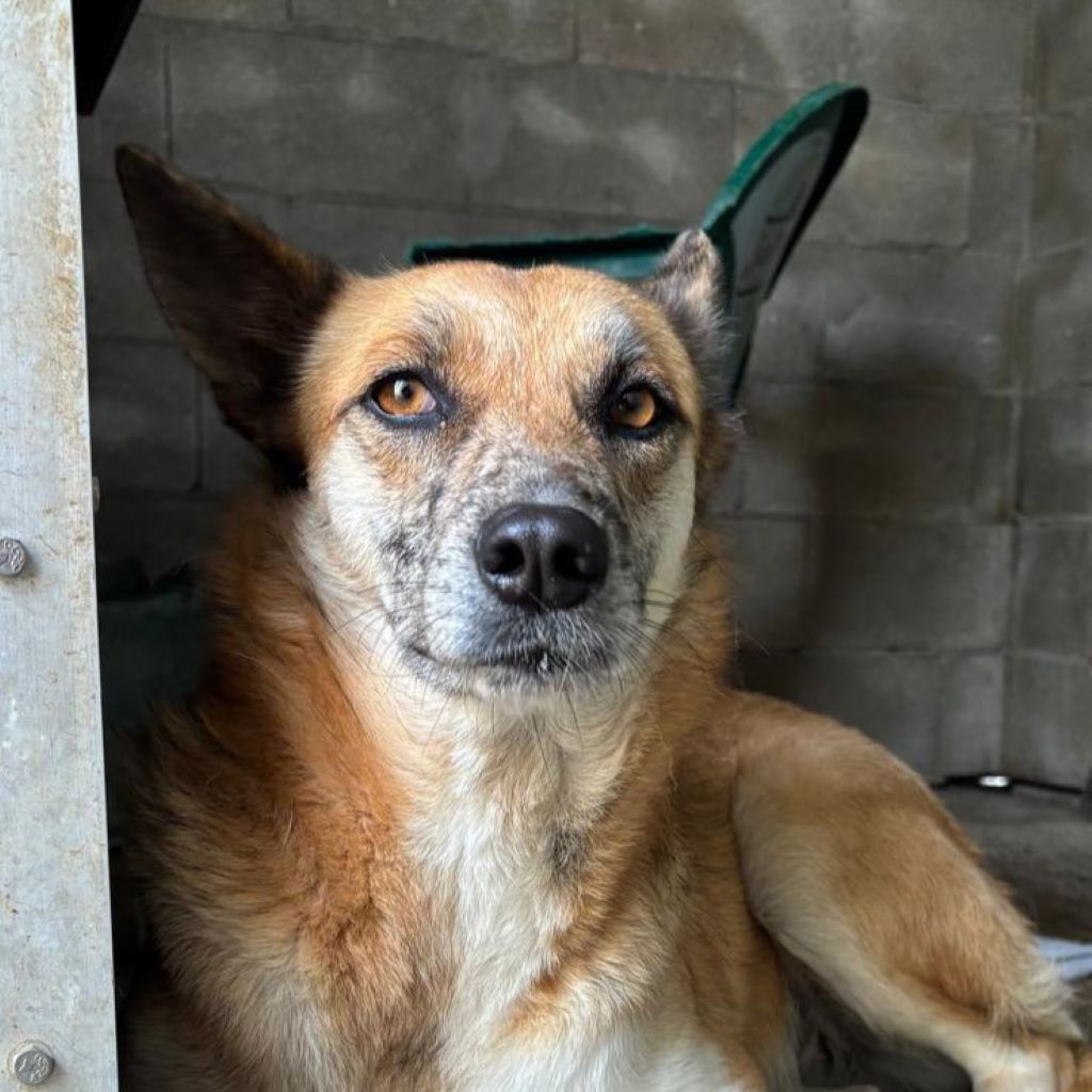 Malinois Mischling Foxy, 05/2023, ca. 55- 65 cm