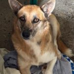 Malinois Mischling Foxy, 05/2023, ca. 55- 65 cm