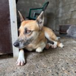 Malinois Mischling Foxy, 05/2023, ca. 55- 65 cm