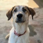 Mastin Mischling Gaia, 11/2024, ca. 65 cm