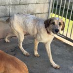 Mastin Mischling Gaia, 11/2024, ca. 65 cm