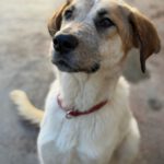 Mastin Mischling Gaia, 11/2024, ca. 65 cm