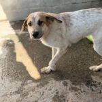 Mastin Mischling Gaia, 11/2024, ca. 65 cm