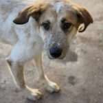 Mastin Mischling Gaia, 11/2024, ca. 65 cm