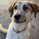 Mastin Mischling Gaia, 11/2024, ca. 65 cm