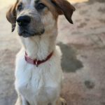 Mastin Mischling Gaia, 11/2024, ca. 65 cm