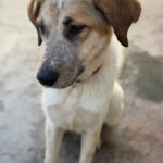 Mastin Mischling Gaia, 11/2024, ca. 65 cm