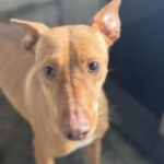 Podenco Gallito, 01/2023, ca. 45 cm