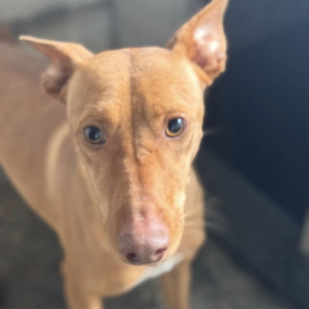 Podenco Gallito, 01/2023, ca. 45 cm