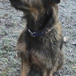 Mischling Gianna, 09/2023, ca. 49 cm, 27777 Ganderkesee