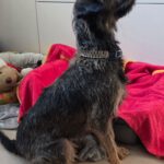 Mischling Gianna, 09/2023, ca. 49 cm, 27777 Ganderkesee