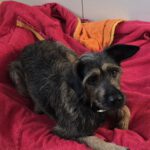 Mischling Gianna, 09/2023, ca. 49 cm, 27777 Ganderkesee