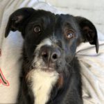 Mischling Gizmo, 05/2025, Endgröße ca. 50 cm