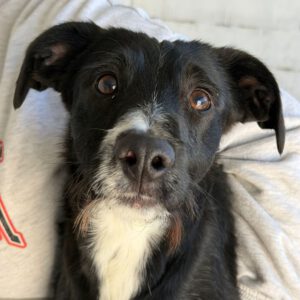 Mischling Gizmo, 05/2025, Endgröße ca. 50 cm