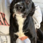 Mischling Gizmo, 05/2025, Endgröße ca. 50 cm