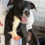 Mischling Gizmo, 05/2025, Endgröße ca. 50 cm