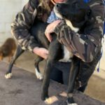 Mischling Gizmo, 05/2025, Endgröße ca. 50 cm