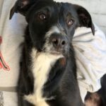 Mischling Gizmo, 05/2025, Endgröße ca. 50 cm