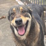 Mastin Mischling Godiva, 11/2023, ca. 60 cm