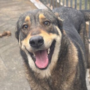 Mastin Mischling Godiva, 11/2023, ca. 60 cm