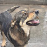 Mastin Mischling Godiva, 11/2023, ca. 60 cm