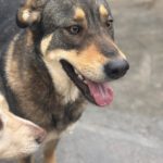 Mastin Mischling Godiva, 11/2023, ca. 60 cm