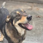 Mastin Mischling Godiva, 11/2023, ca. 60 cm