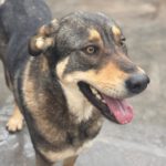 Mastin Mischling Godiva, 11/2023, ca. 60 cm