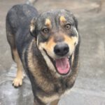 Mastin Mischling Godiva, 11/2023, ca. 60 cm