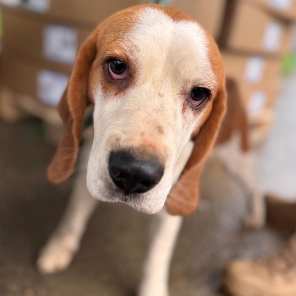 Beagle Golfo, 09/2023, ca. 40 cm