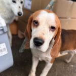 Beagle Golfo, 09/2023, ca. 40 cm