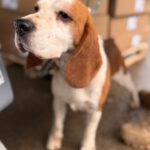 Beagle Golfo, 09/2023, ca. 40 cm