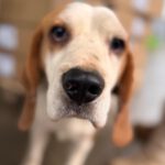 Beagle Golfo, 09/2023, ca. 40 cm