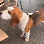 Beagle Golfo, 09/2023, ca. 40 cm