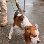 Beagle Golfo, 09/2023, ca. 40 cm