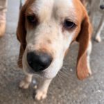 Beagle Golfo, 09/2023, ca. 40 cm