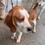 Beagle Golfo, 09/2023, ca. 40 cm