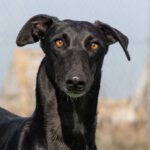 Galgo Golondrina, 01/2024, ca. 63 cm