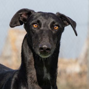 Galgo Golondrina, 01/2024, ca. 63 cm
